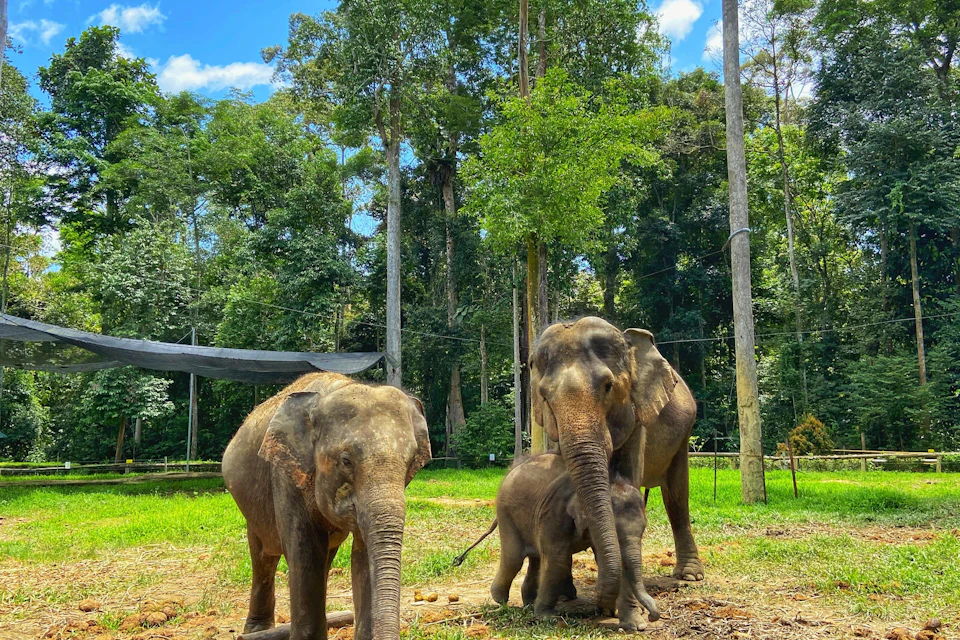 Kuala Gandah Elephant Sanctuary Tour - Share Tour-Join-In Tour