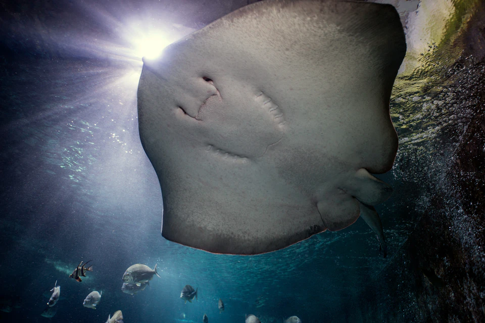 SEA LIFE Sydney