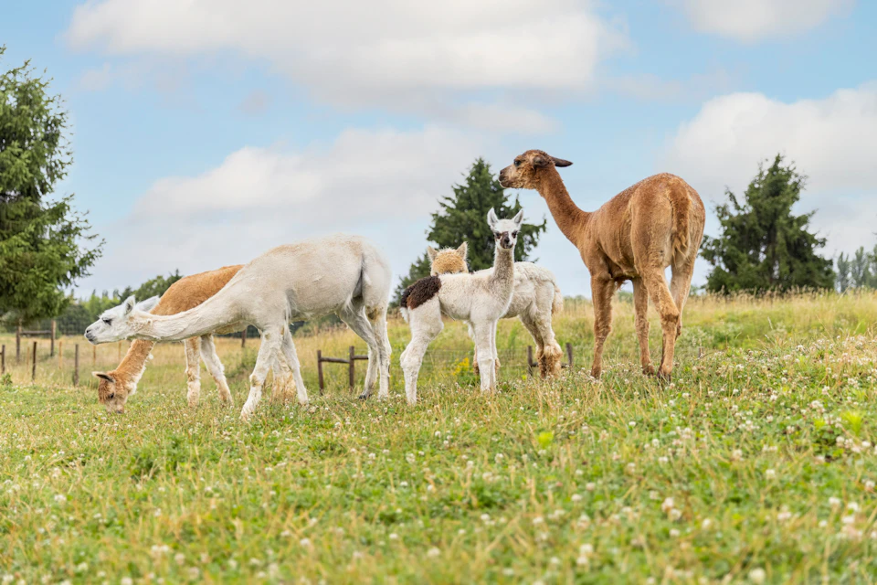 Alpacas