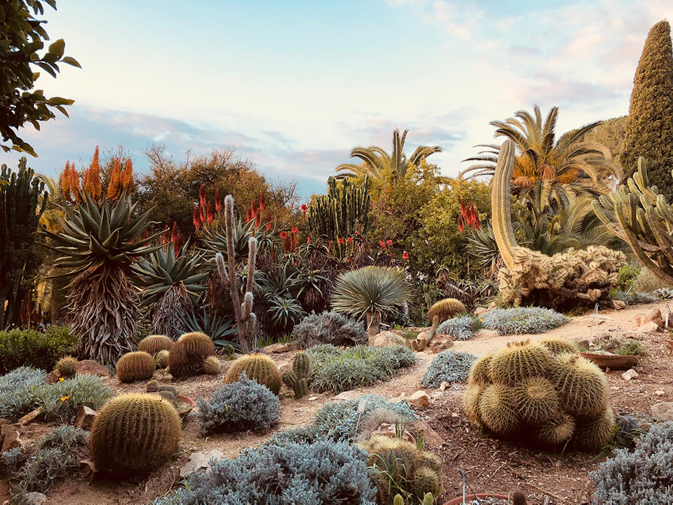 Various cacti and succulents in a desert garden with a clear sky and palm trees in the background.