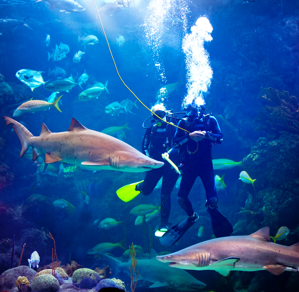 Two scuba divers underwater surrounded by various fish and two large sharks, with air bubbles rising above them.