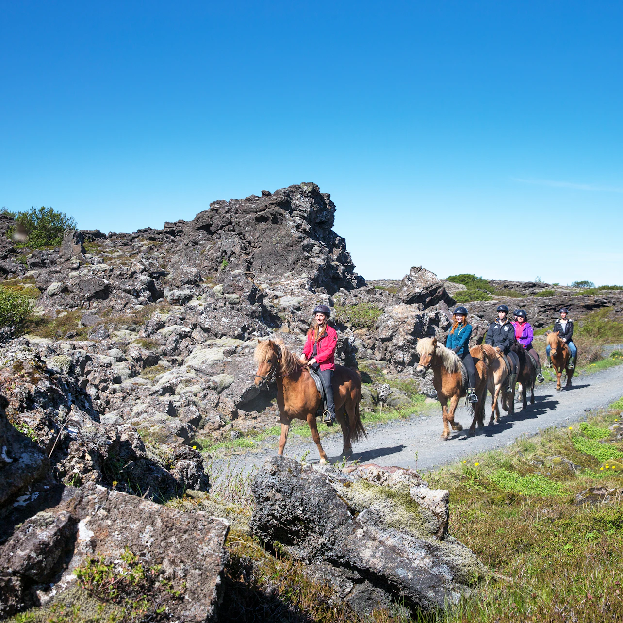 Horseback Riding with Icelandic Horses through the Lava Fields of Hafnarfjörður