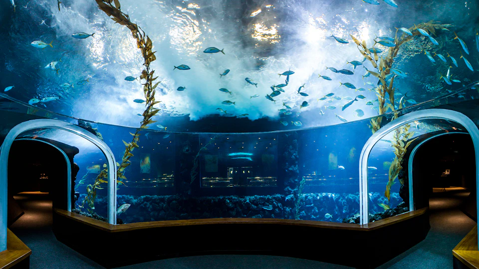 Underwater tunnel aquarium with fish swimming overhead and around, creating an immersive marine environment with rocks and plants.