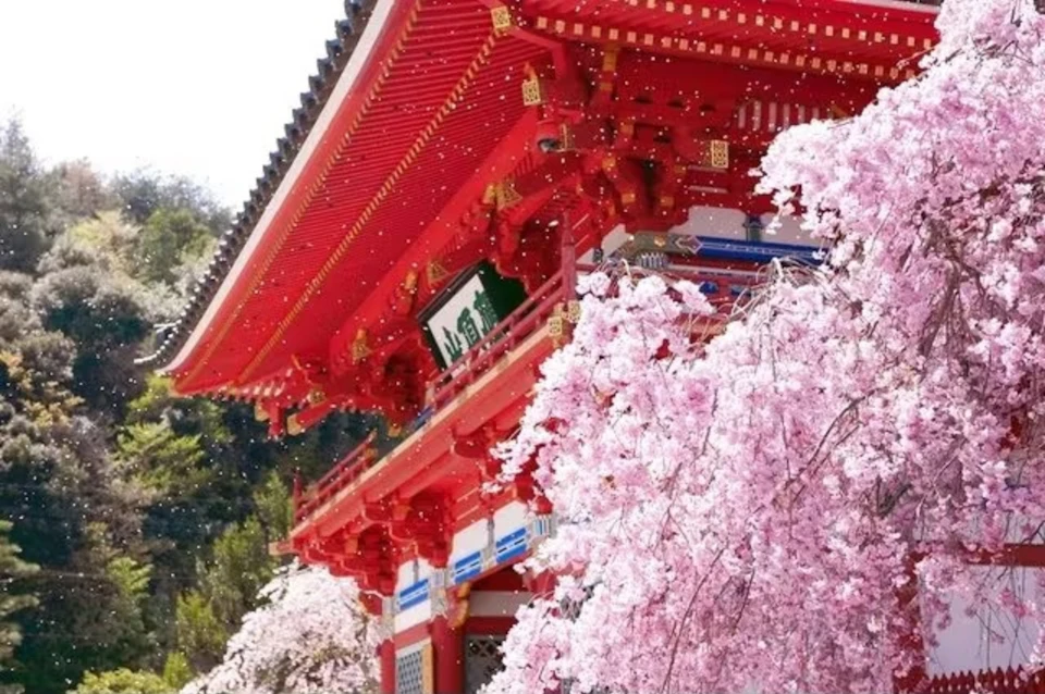 A traditional red Japanese temple gate surrounded by blooming pink cherry blossoms under a clear sky.