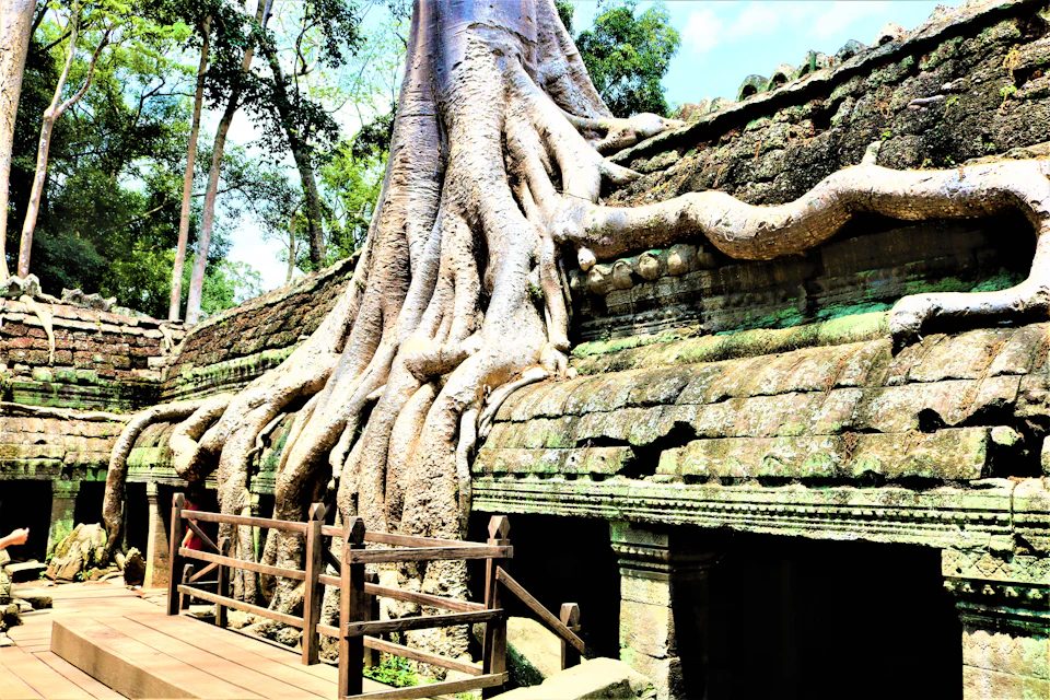 Massive tree roots envelop an ancient stone structure surrounded by wooden railings and lush greenery.