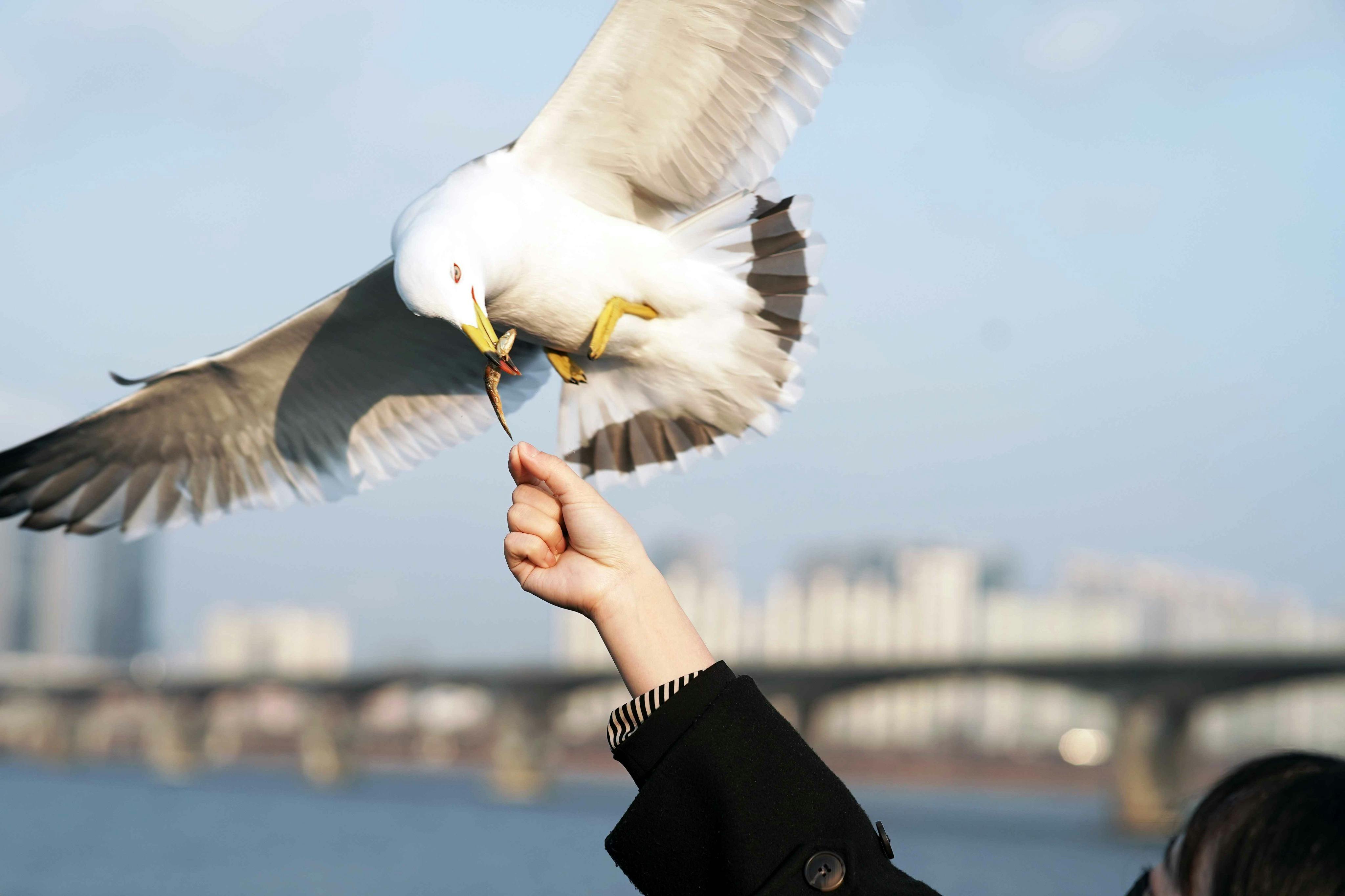 Gaviota en vuelo cogiendo comida de la mano de una persona, con un paisaje urbano y un río difuminados al fondo.