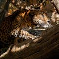Sri Lankischer Leopard, Südostasien