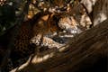 Srilankesisk leopard, Sydostasien