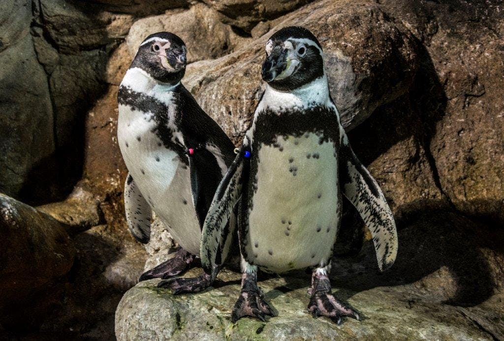 Deux pingouins se tiennent sur un rocher avec un mur de pierre en arrière-plan. Chacun porte une étiquette de couleur sur une nageoire.
