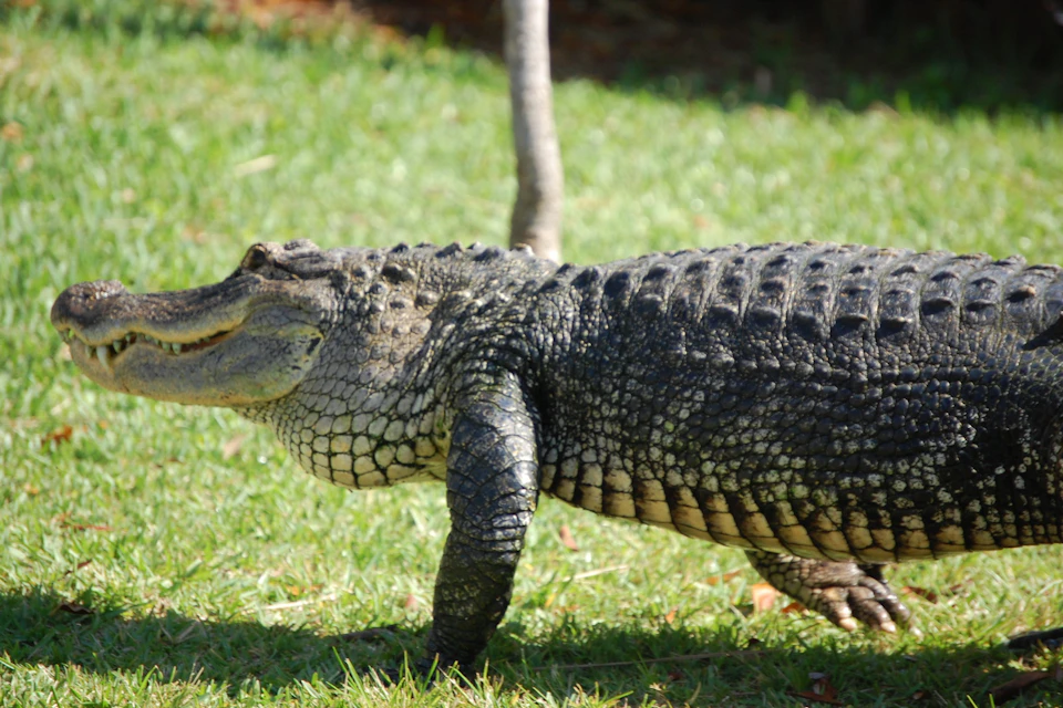 An alligator walking on grass with a tree trunk visible in the background.