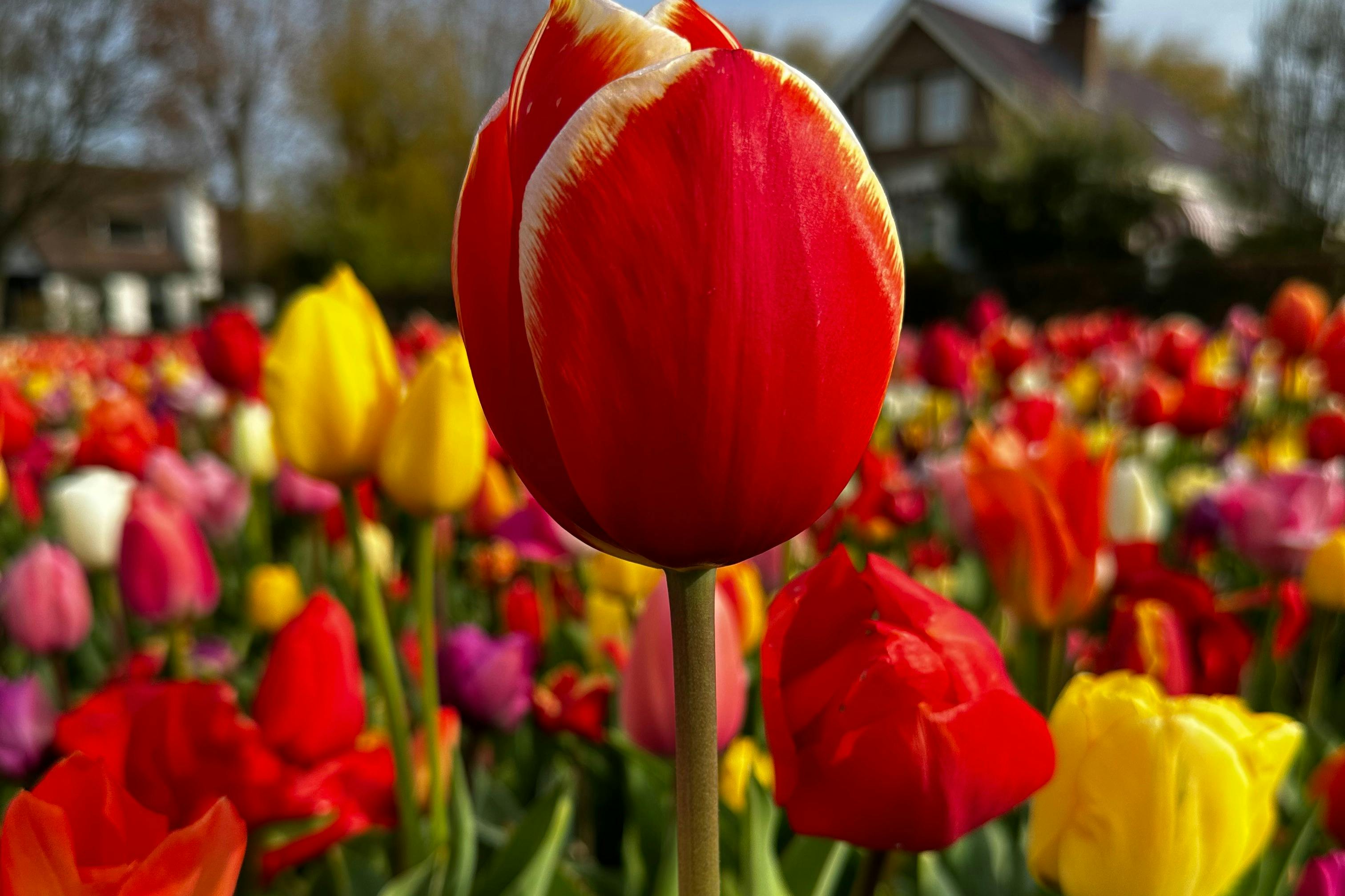 We will show you all colors you want