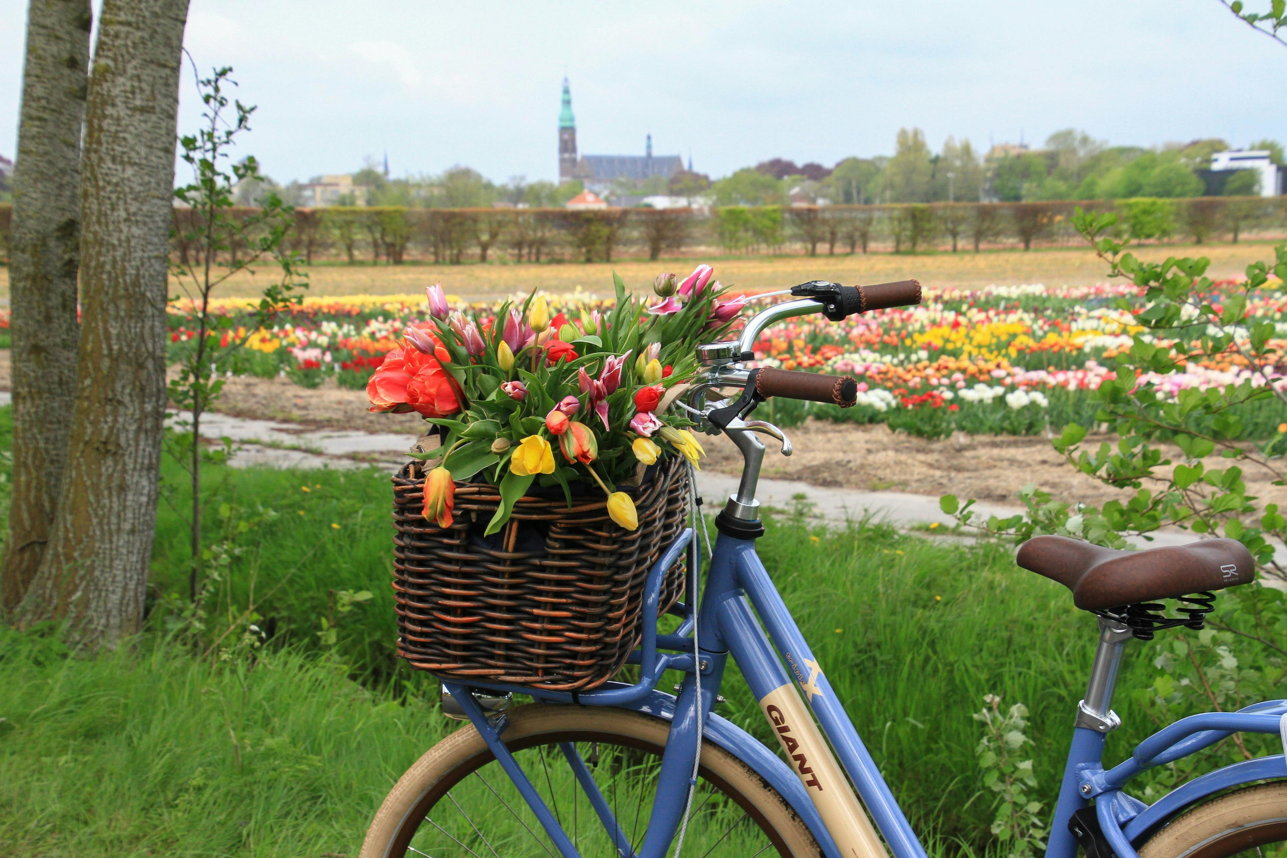A blue bicycle with a wicker basket filled with colorful tulips, set near a field of blooming flowers and a distant church.