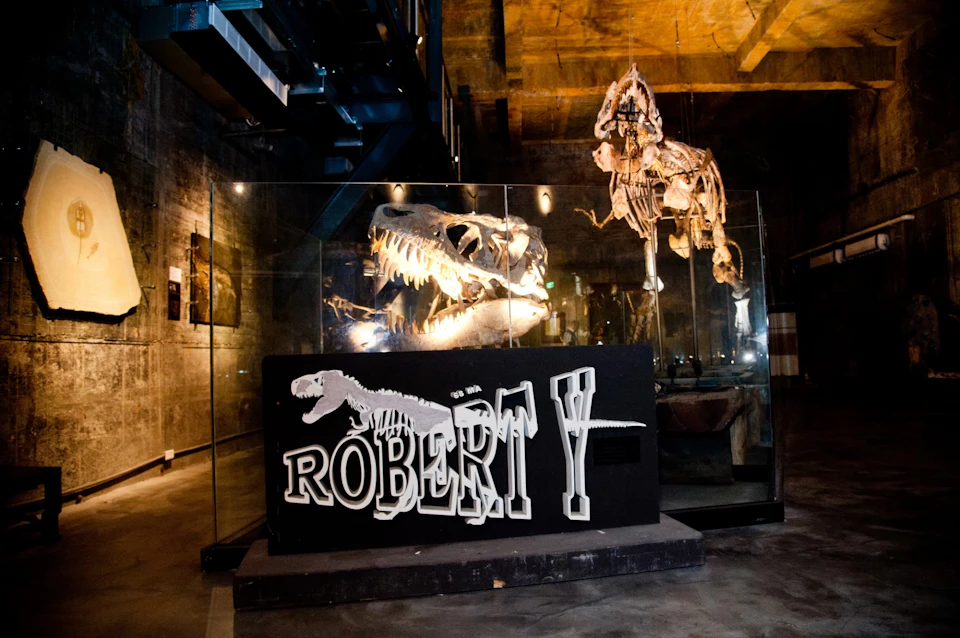 A museum exhibit featuring a dinosaur skeleton named "Robert" displayed with a large name sign and glass enclosure.