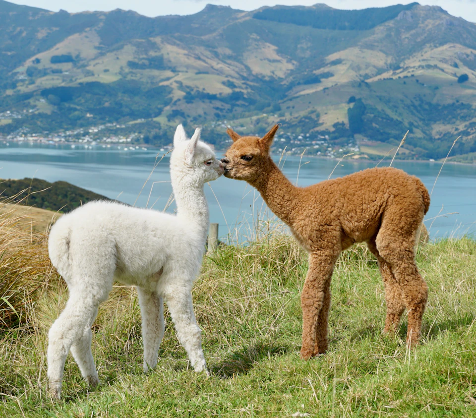 Two alpacas, one white and one brown, stand close together on a grassy hillside with a scenic lake and mountains in the background.