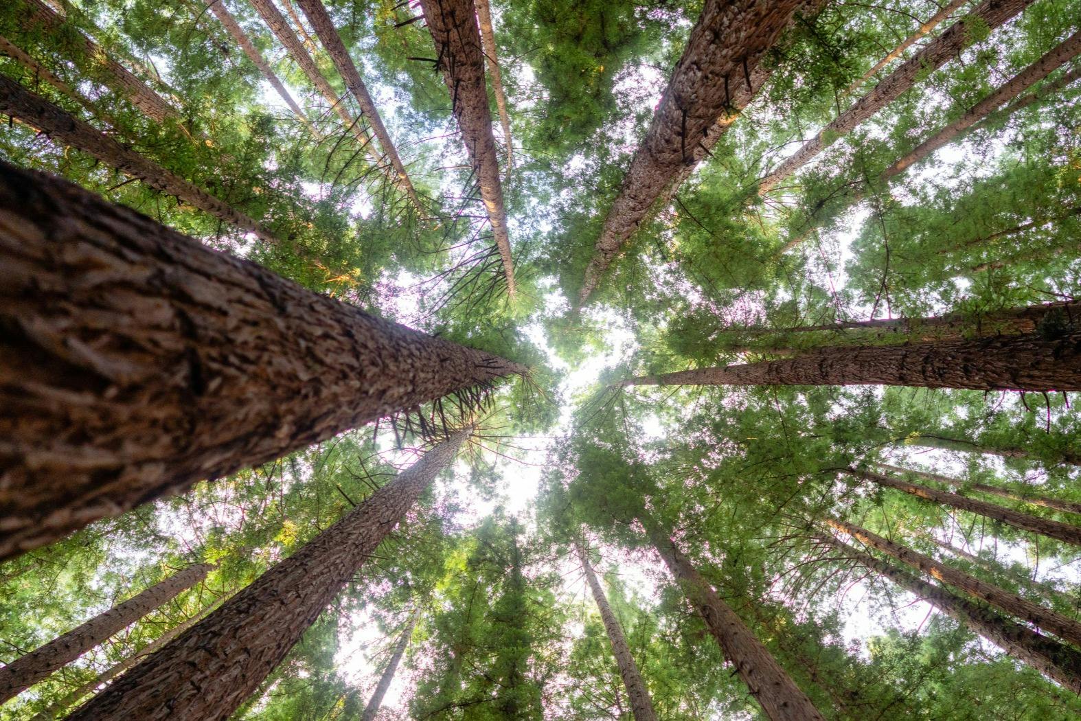 Upward view of tall trees with green foliage forming a canopy against a bright sky.