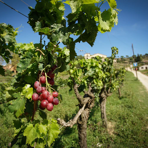 Barcelona: excursão de meio dia com navegação, passeio por vinhedos e degustação de vinhos - Photo 7