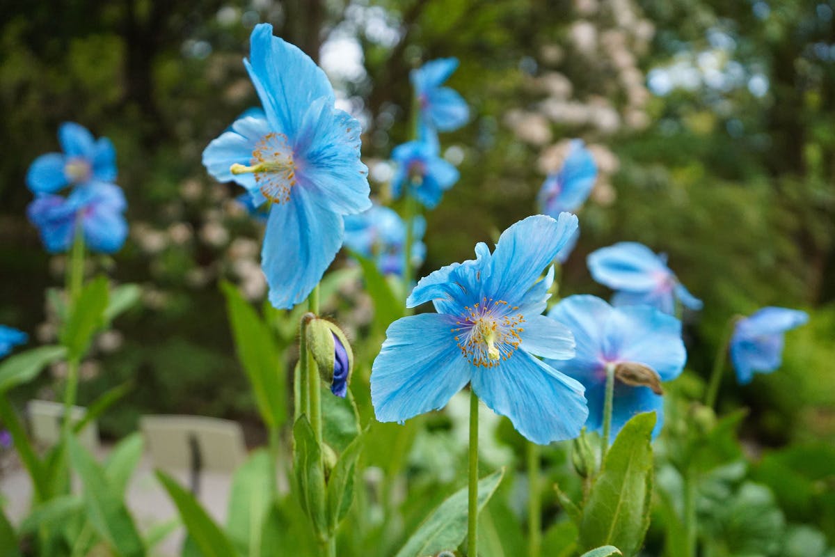 VanDusen Botaniske Haver