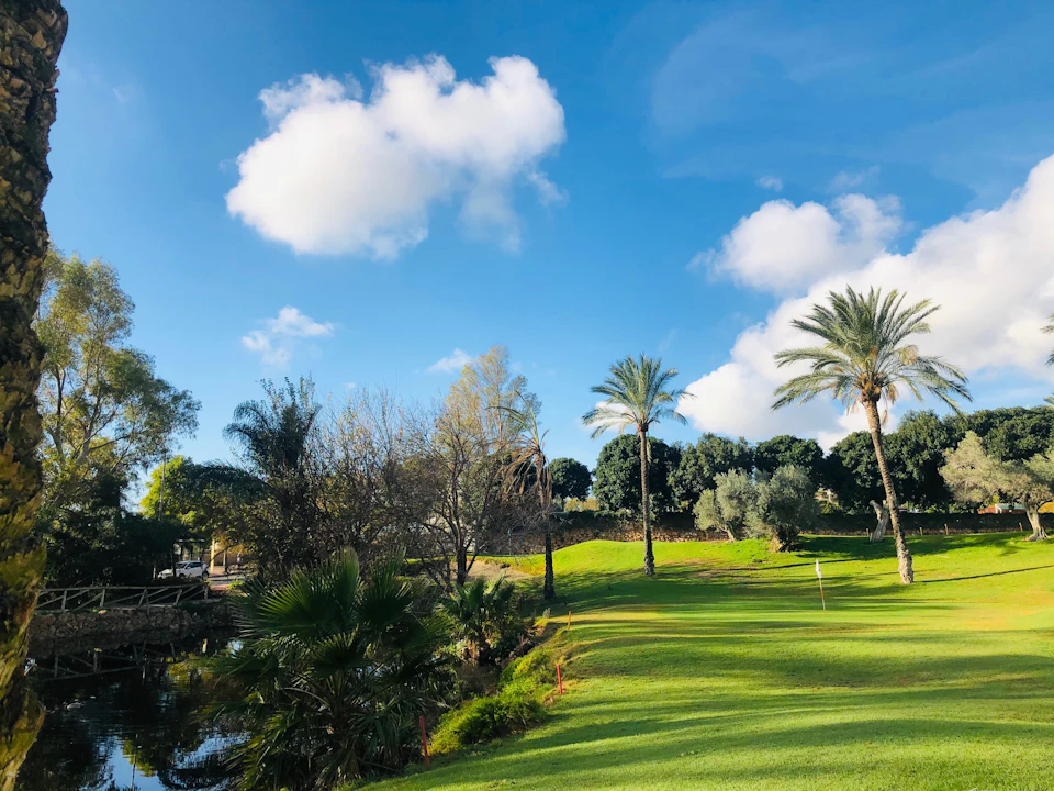 A sunny park with green grass, palm trees, a small pond, and a few scattered clouds in the blue sky.