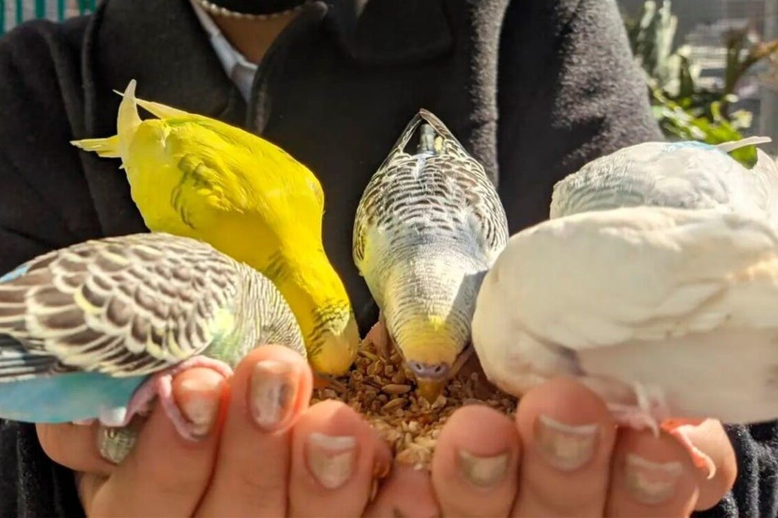 Michin Aquarium Puebla