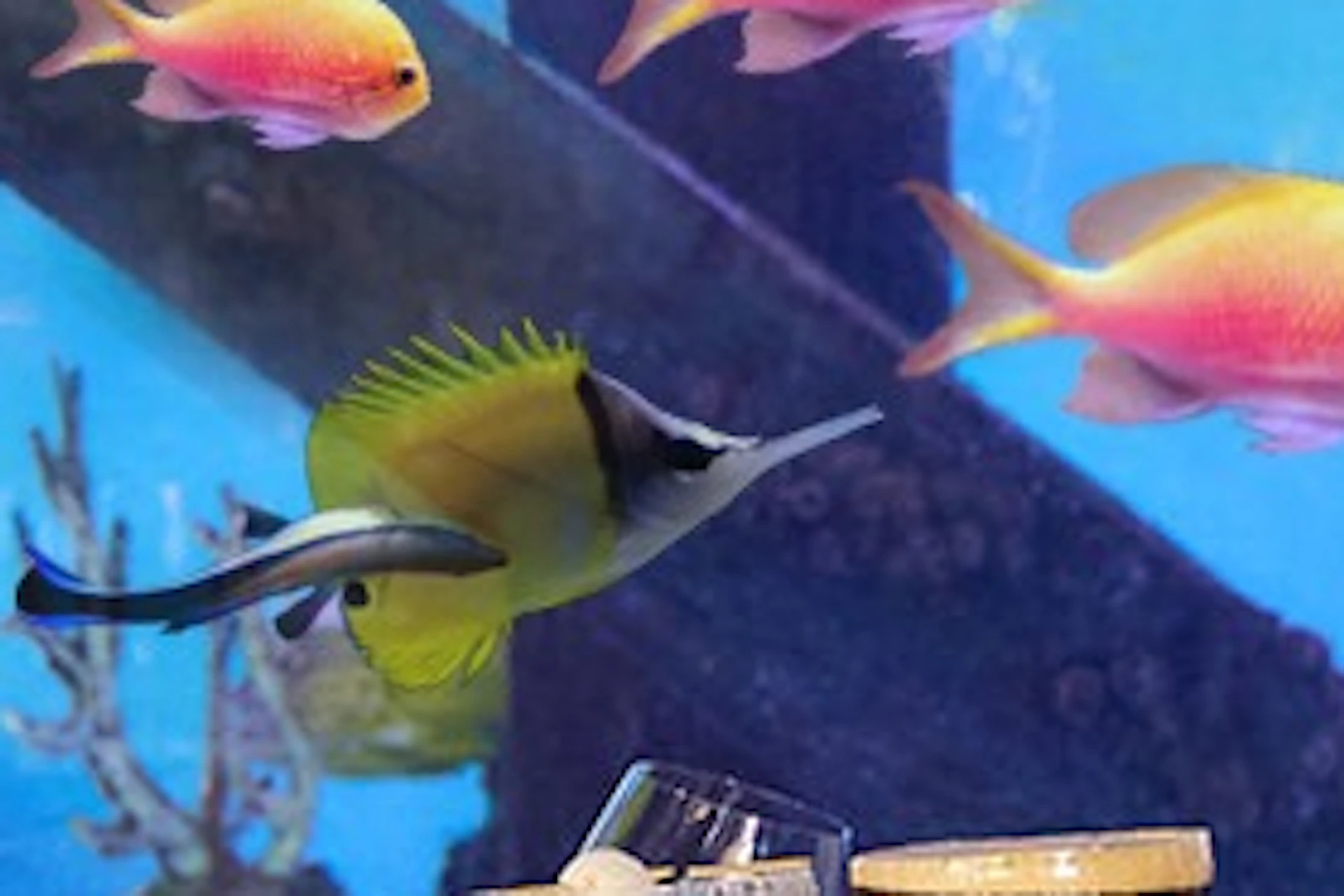 People dining at a table in front of a large aquarium, raising glasses for a toast. The aquarium features colorful fish.