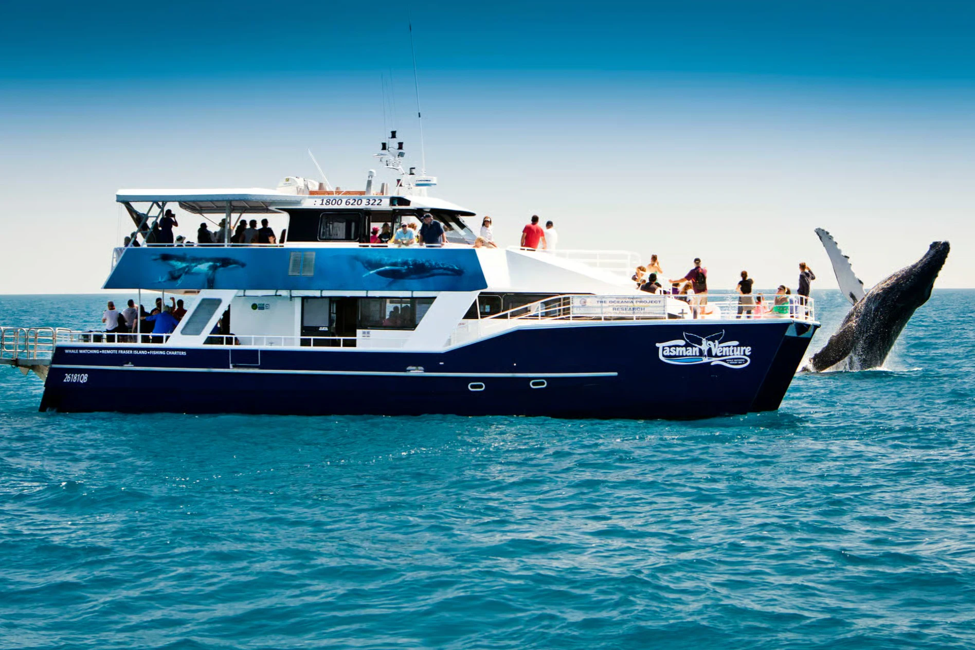 Hervey Bay: Half-Day Whale Watching Cruise + Transfers