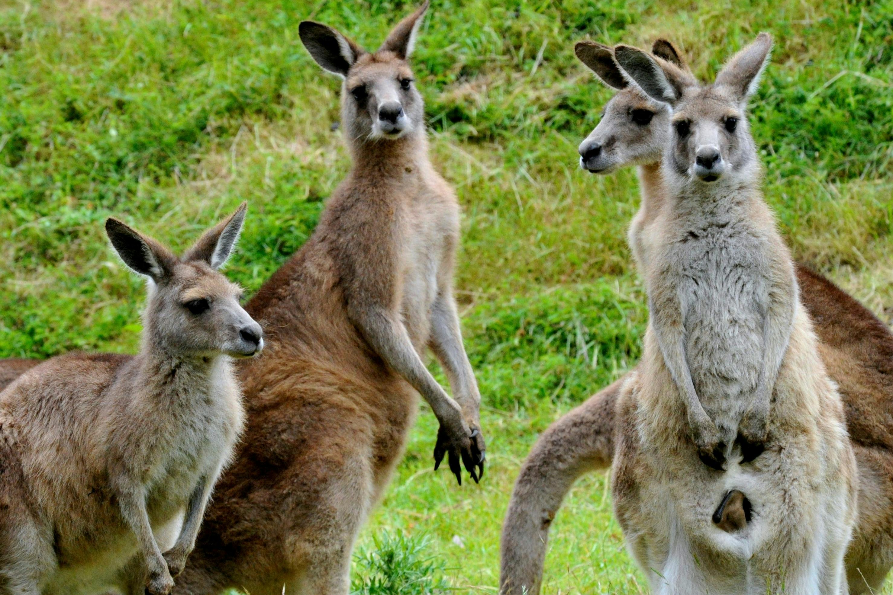 Un groupe de kangourous debout sur un terrain herbeux, regardant vers l'appareil photo.