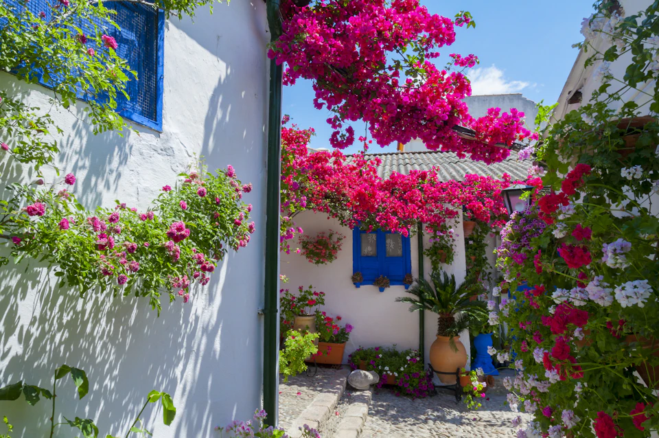 A charming alley lined with white buildings, blue windows, and vibrant pink flowers cascading from planters and branches.