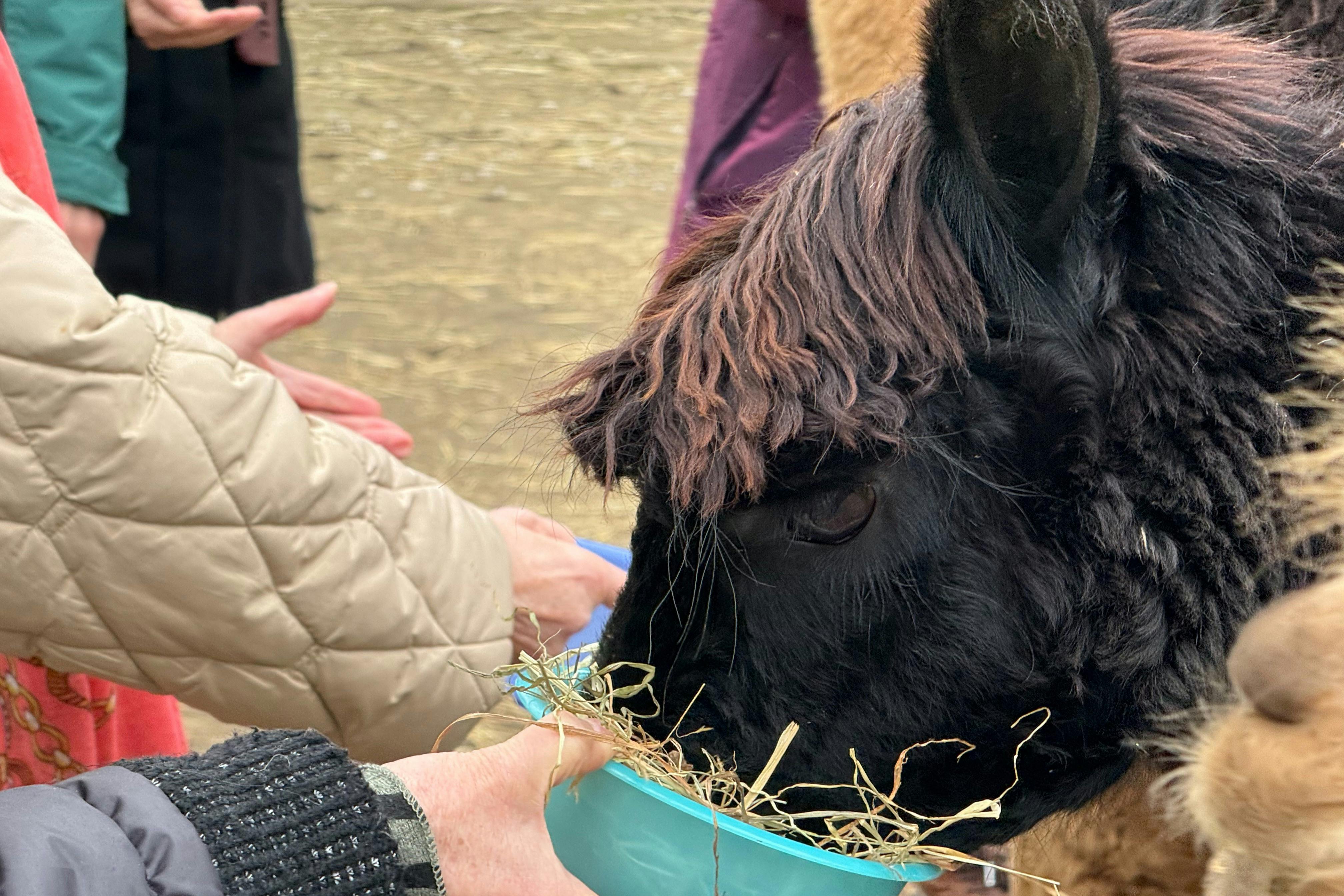 GROW UP - Alpaca del Monviso - Fattoria degli Alpaca: Tour guidato — 5