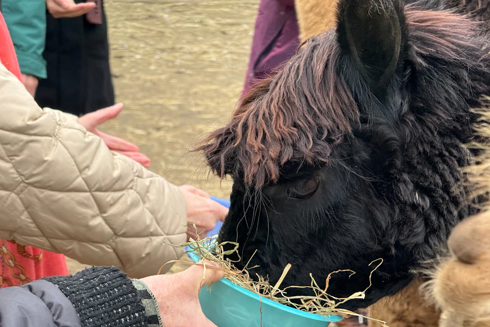 A close-up of an alpaca eating hay from a bowl held by a person in a jacket, with other people in the background.