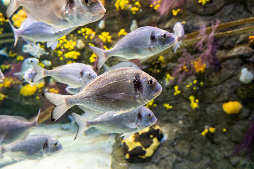 Acuario do Grove