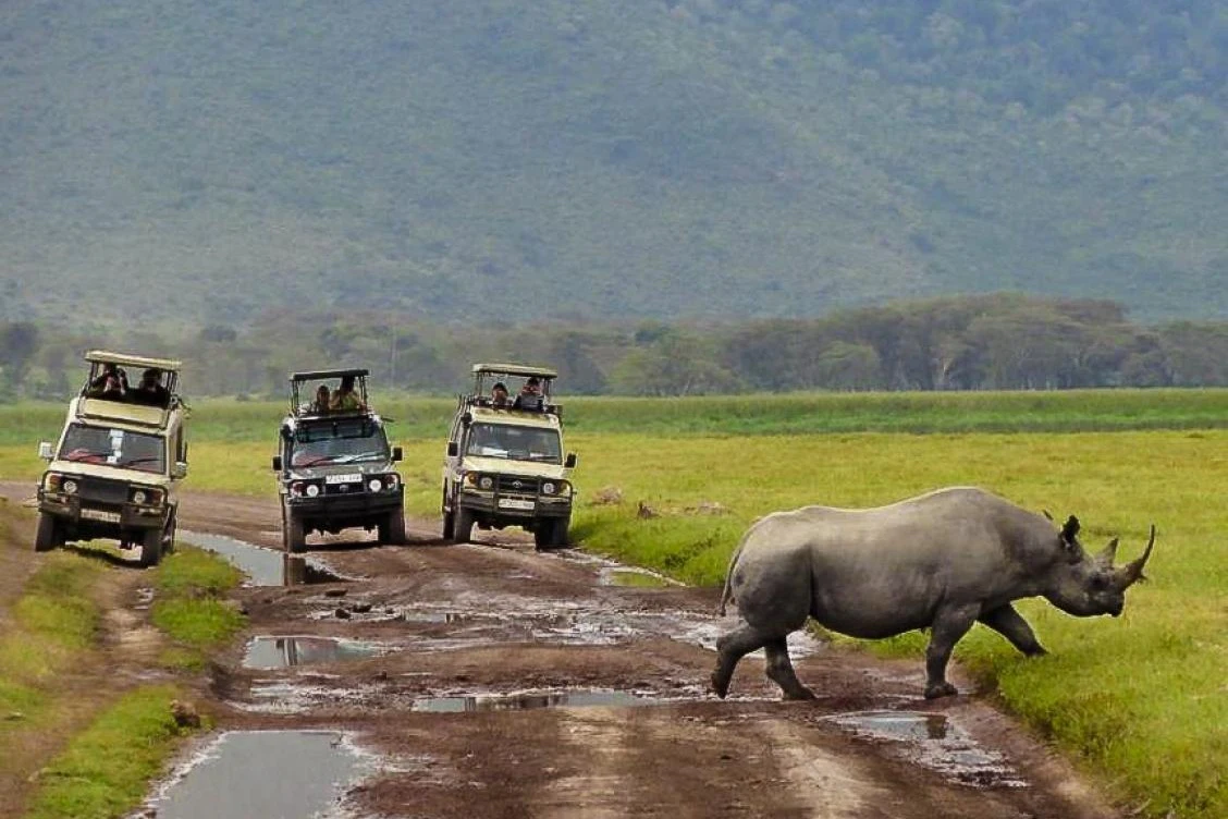 Cape Town: Full-Day Guided Safari + Roundtrip Transfer + Lunch
