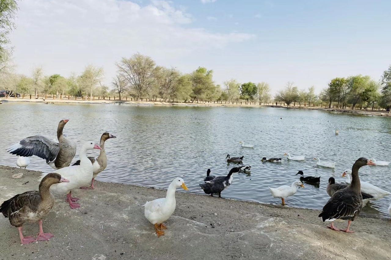 두바이 오리엔트 투어 - 일출 사막 사파리