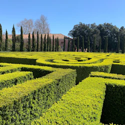 En prydligt trimmad grön häcklabyrint med höga cypresser i bakgrunden, under en klarblå himmel.