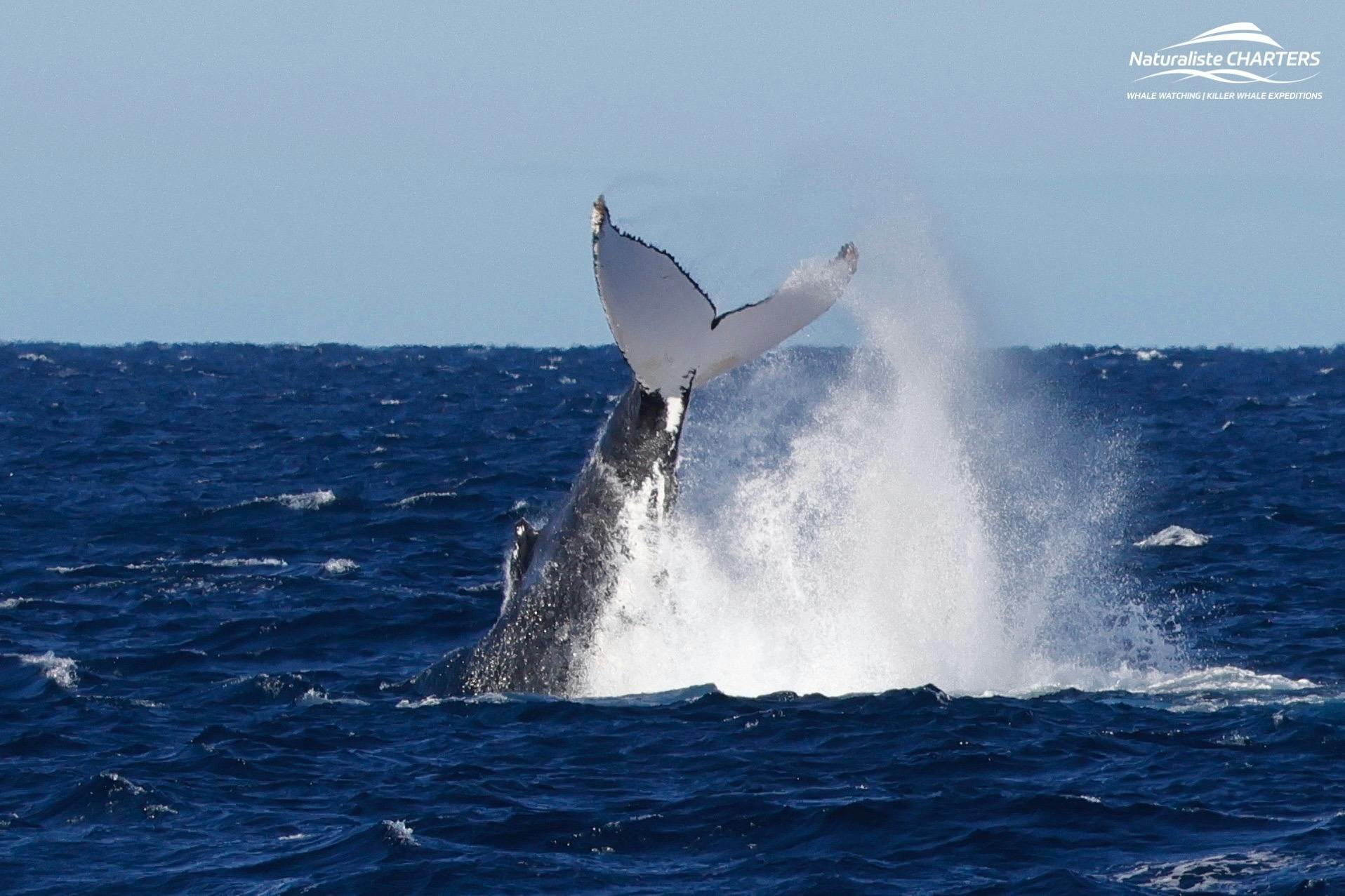 La baleine à bosse bat de la queue