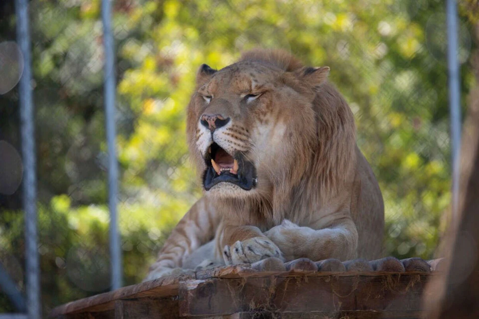 A lion resting on a wooden platform with its mouth open, in an enclosure with greenery visible in the background.