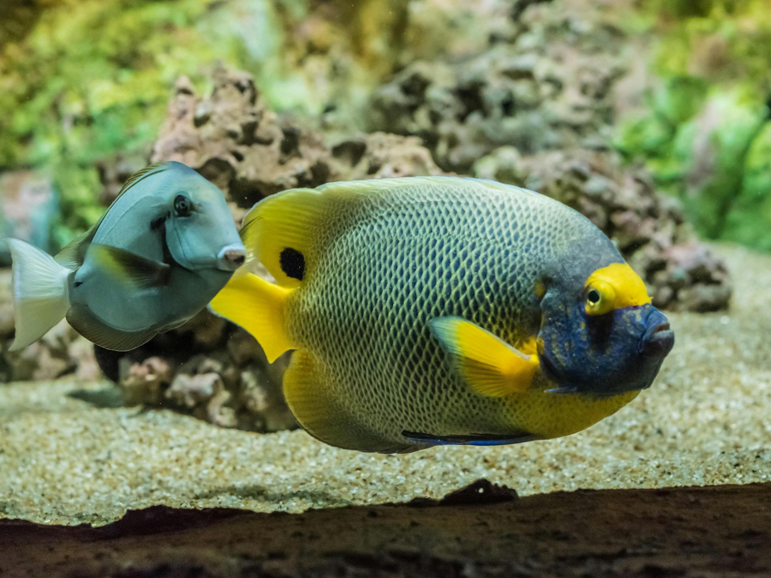 The TOP Penang: Boutique Aquarium Ticket