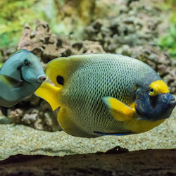 Boutique Aquarium: Ticket at The Top Penang 4