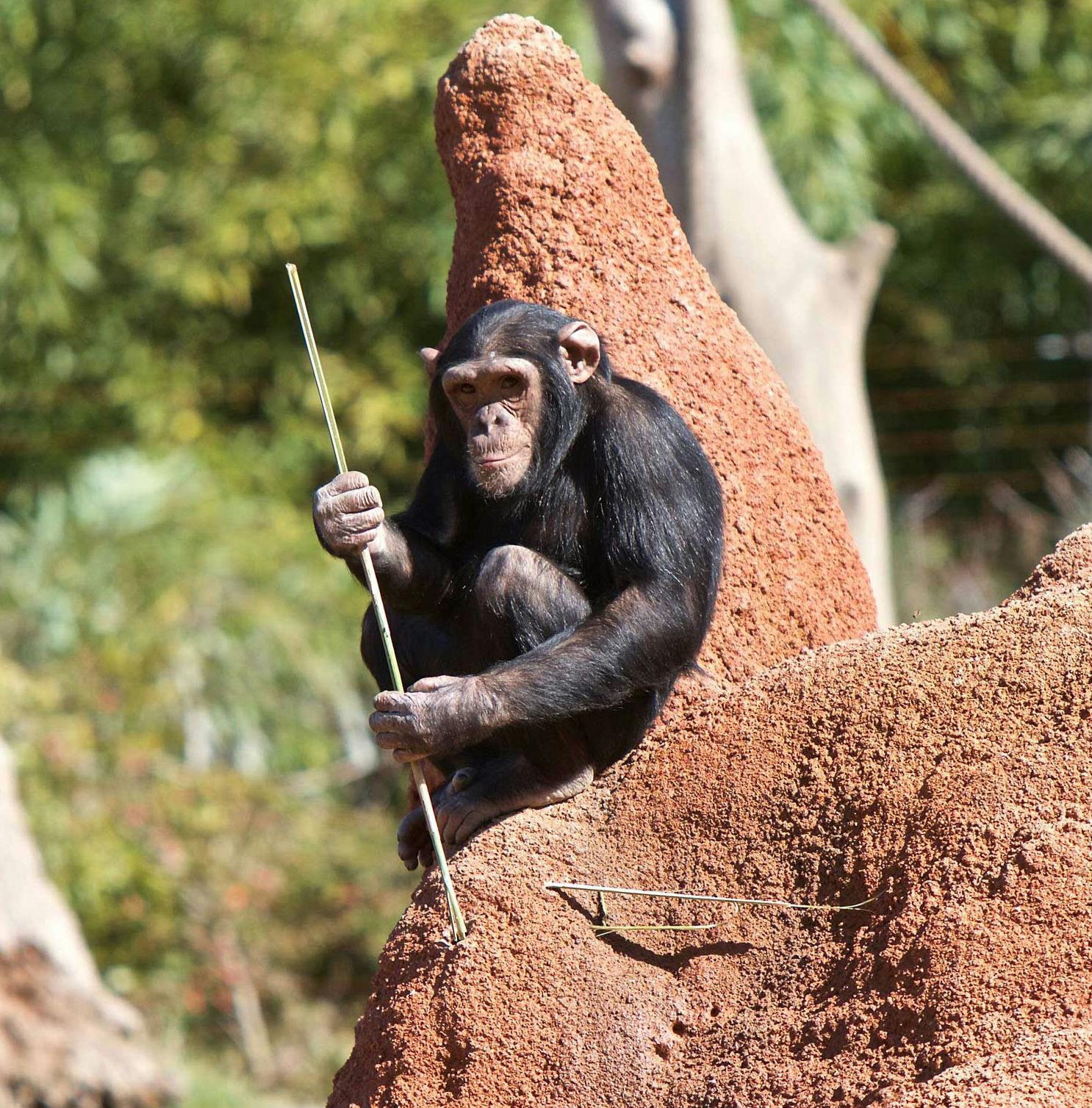 自然野生动物园
