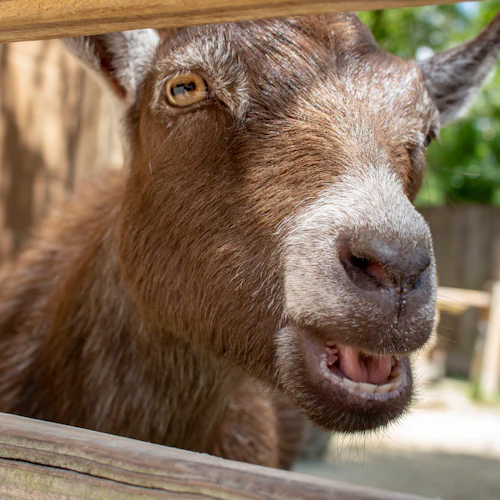 Central Florida Zoo & Botanical Gardens: Skip The Line Ticket - Photo 15