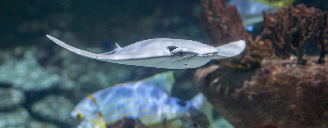 Seaquarium Le Grau-du-Roi: Biglietto d'ingresso