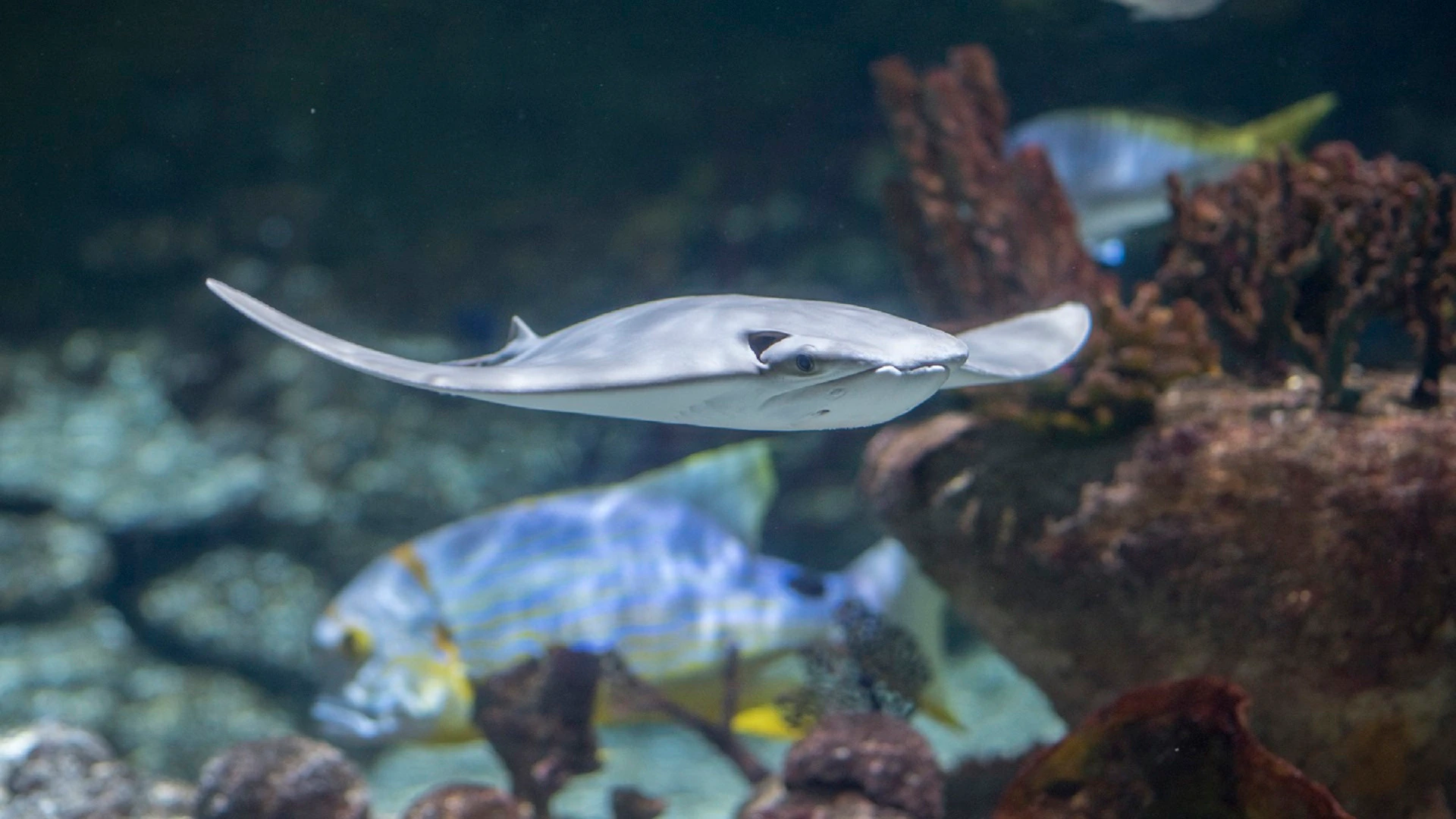 A stingray swims near coral, with a colorful fish visible in the background.