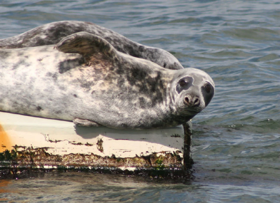Two seals rest on a weathered, floating platform in the water. The background shows a rippling water surface.