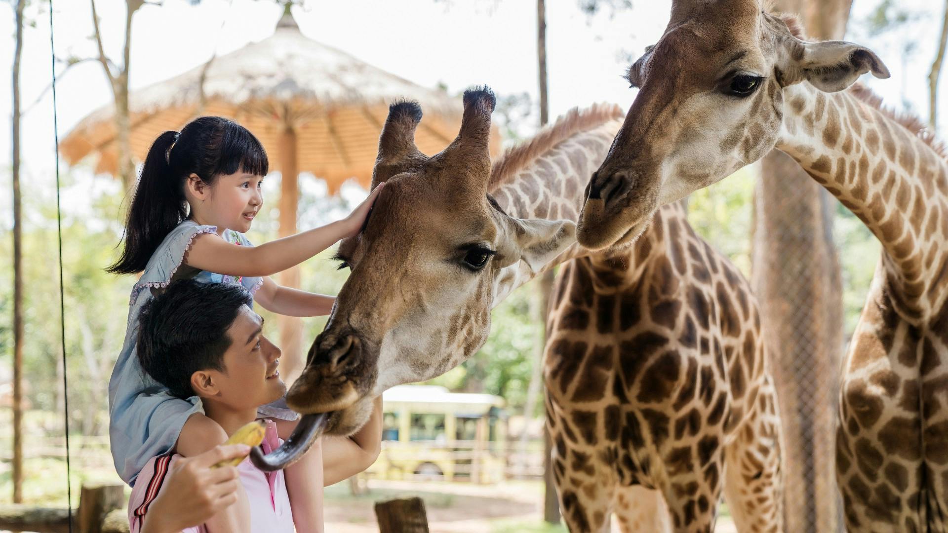 A young girl sits on a man's shoulders and pets a giraffe's head while the man feeds the giraffe in an outdoor setting.