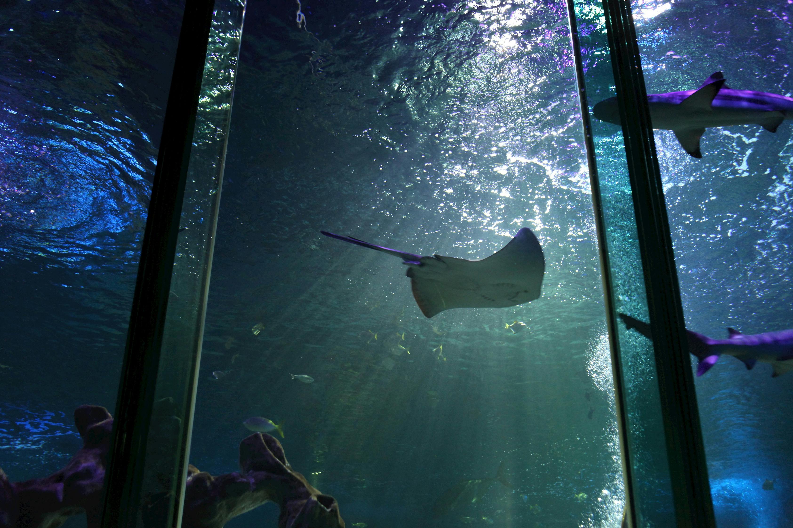 A stingray swimming through a large aquarium tank with sunlight filtering down through the water.