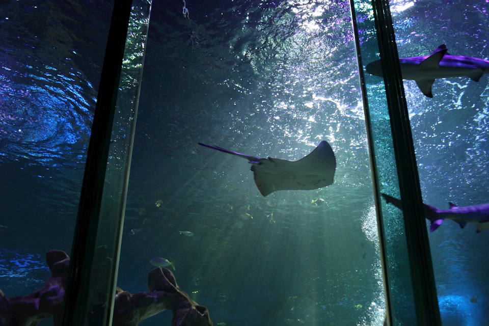 A stingray swimming through a large aquarium tank with sunlight filtering down through the water.