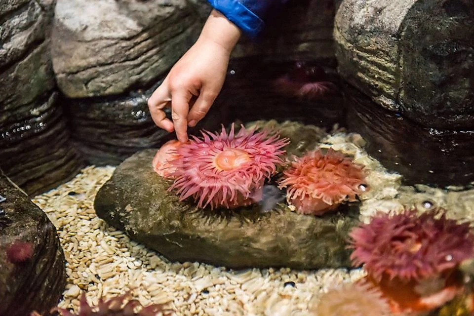 A child’s hand gently touches a pink sea anemone in an aquarium touch tank with surrounding rocks and pebbles.
