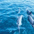 Crociera con osservazione dei delfini a Maiorca