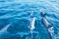 马略卡岛海豚观赏船之旅