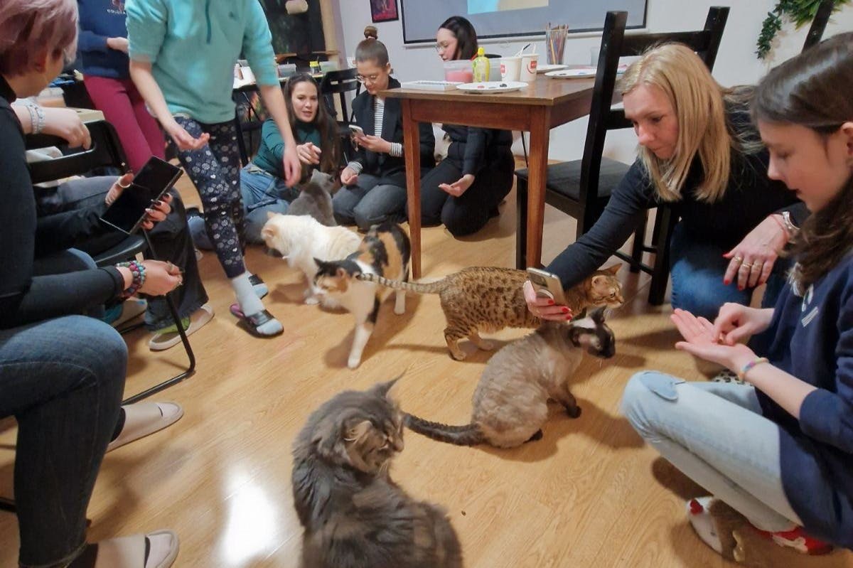 Leverandørens hjemmehørende katte får dig altid til at smile.