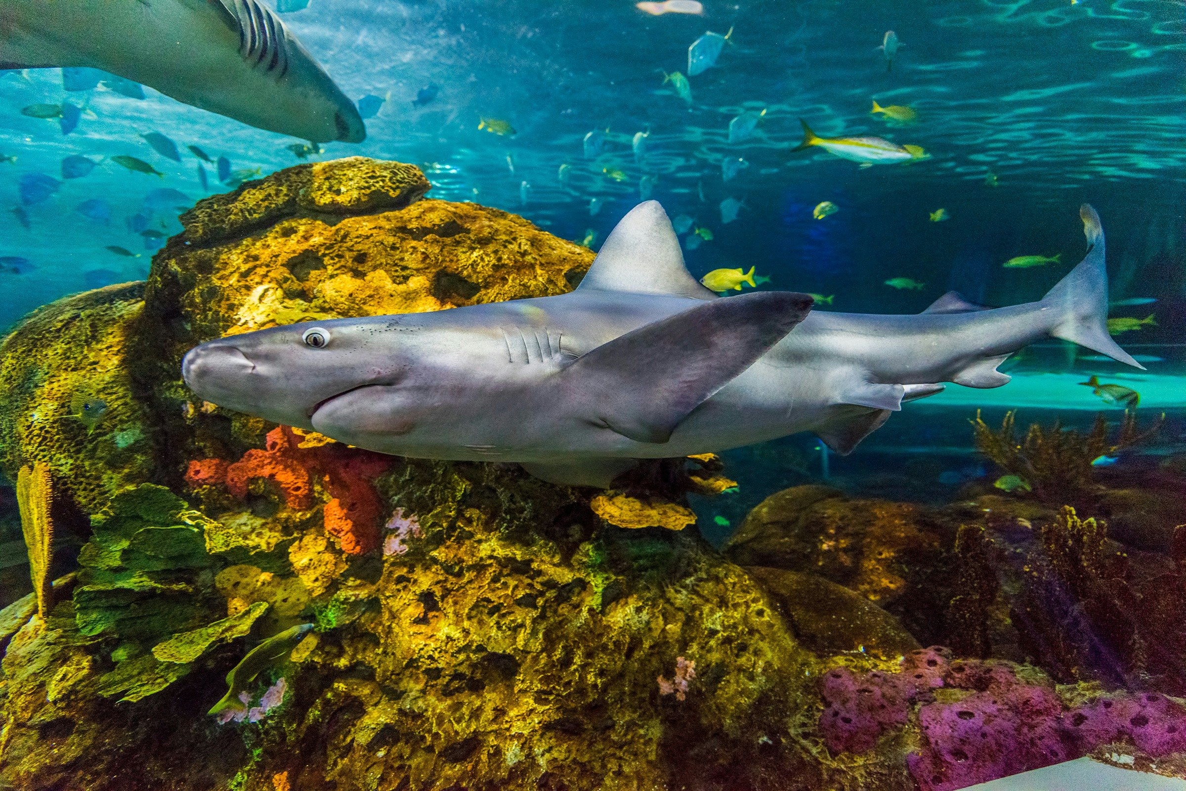 Ripley's Aquarium of Canada: Entrada